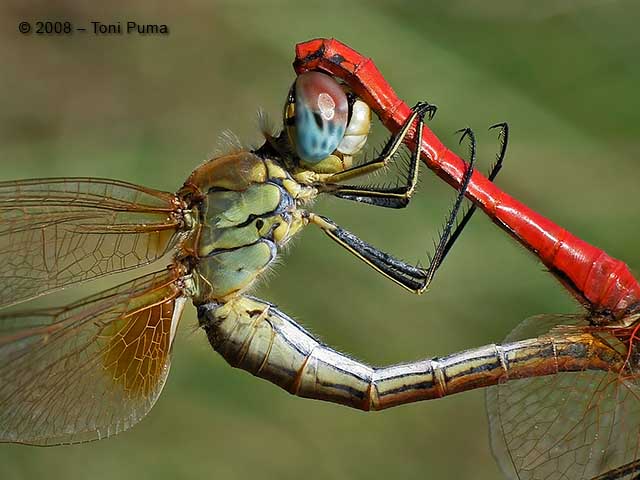 Altro odonato siciliano - Sympetrum fonscolombii